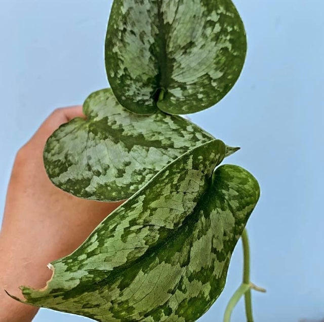 scindapsus | Crafeteria and Greens